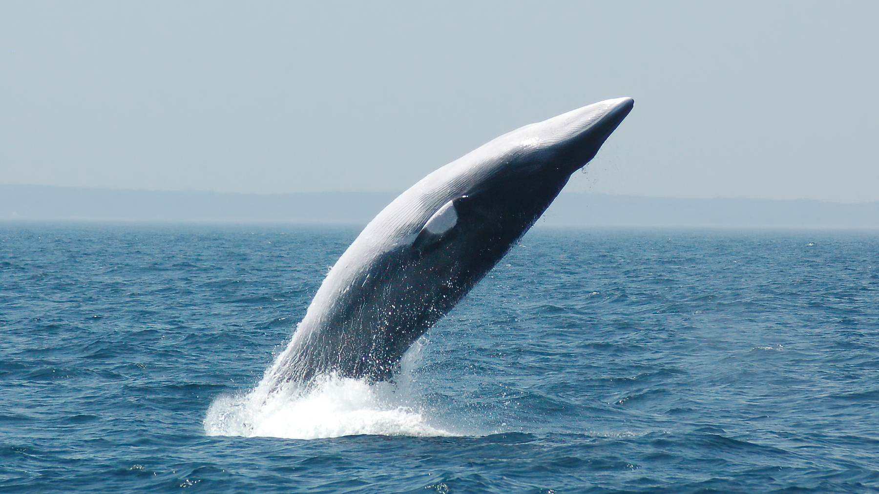 A minke whale leaps out of the ocean in a rare breach.