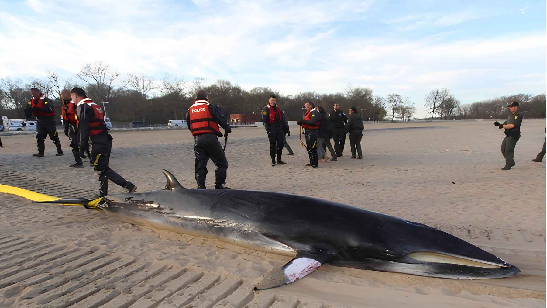 Stranded minke whale on an Atlantic Coast beach during the unusual mortality event investigated by NOAA.