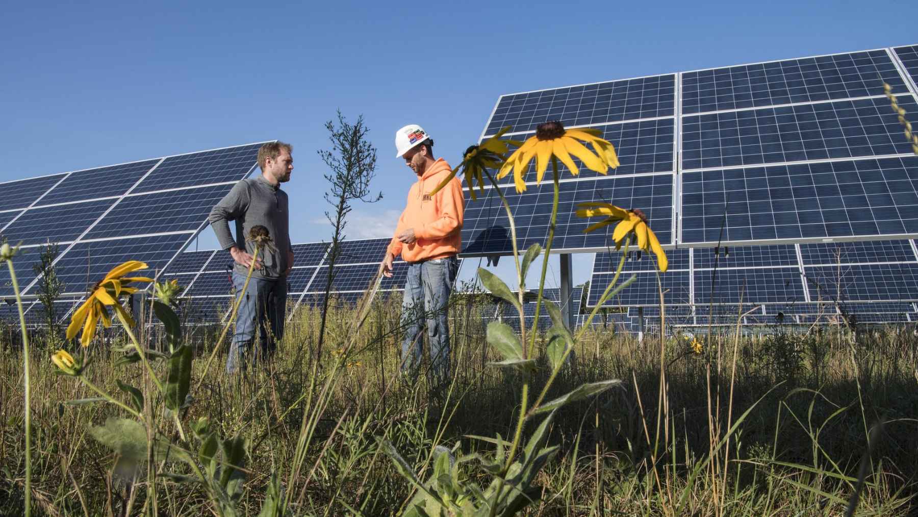 Native wildflowers growing around solar panels at a pollinator-friendly solar site in Minnesota.