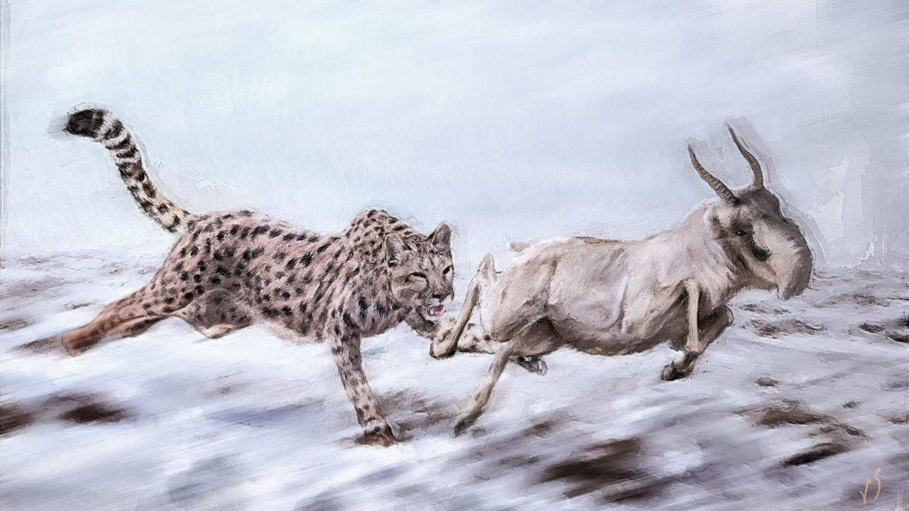 Illustration of an American cheetah chasing a saiga antelope