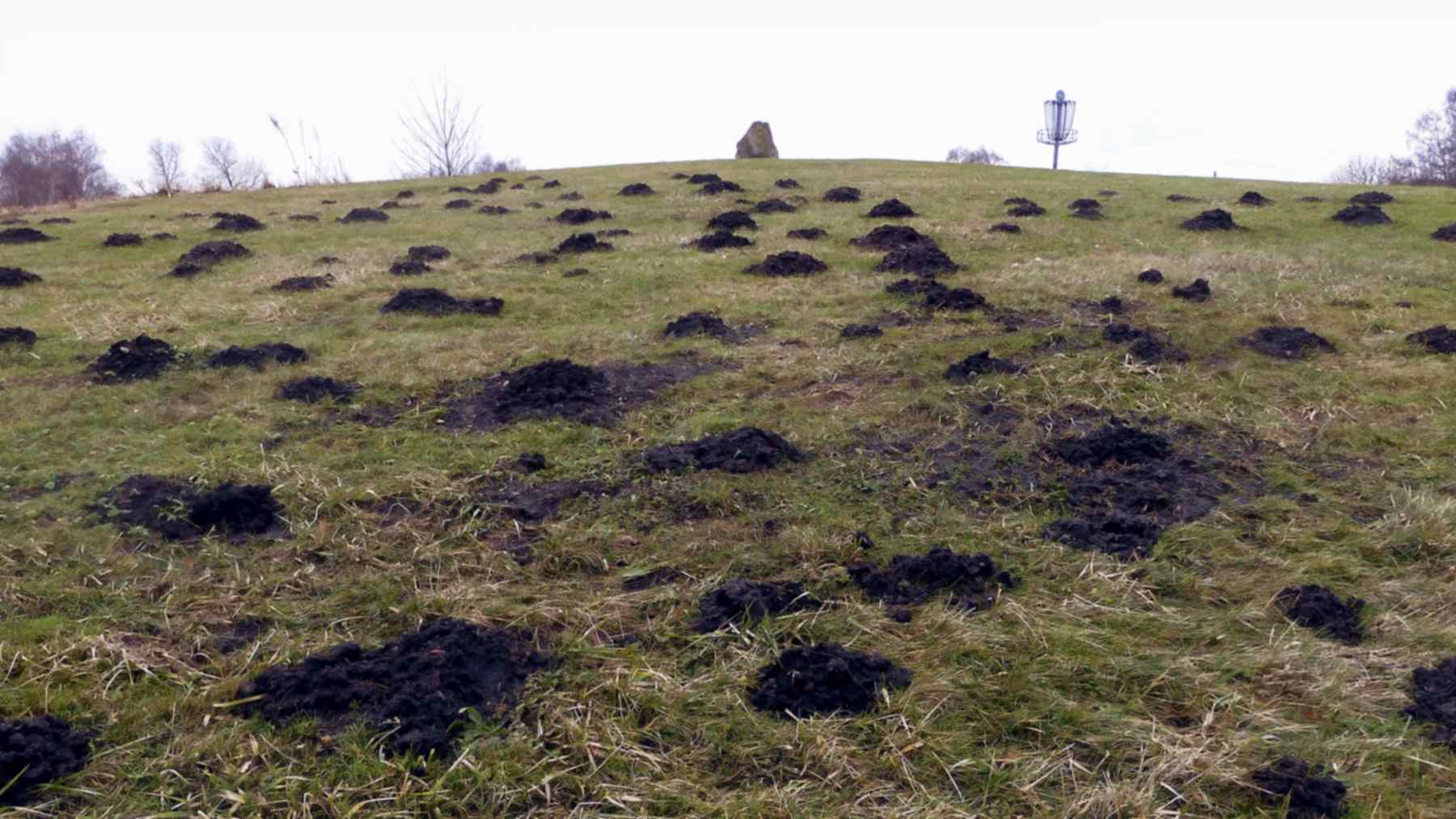 Molehills in a grassy field