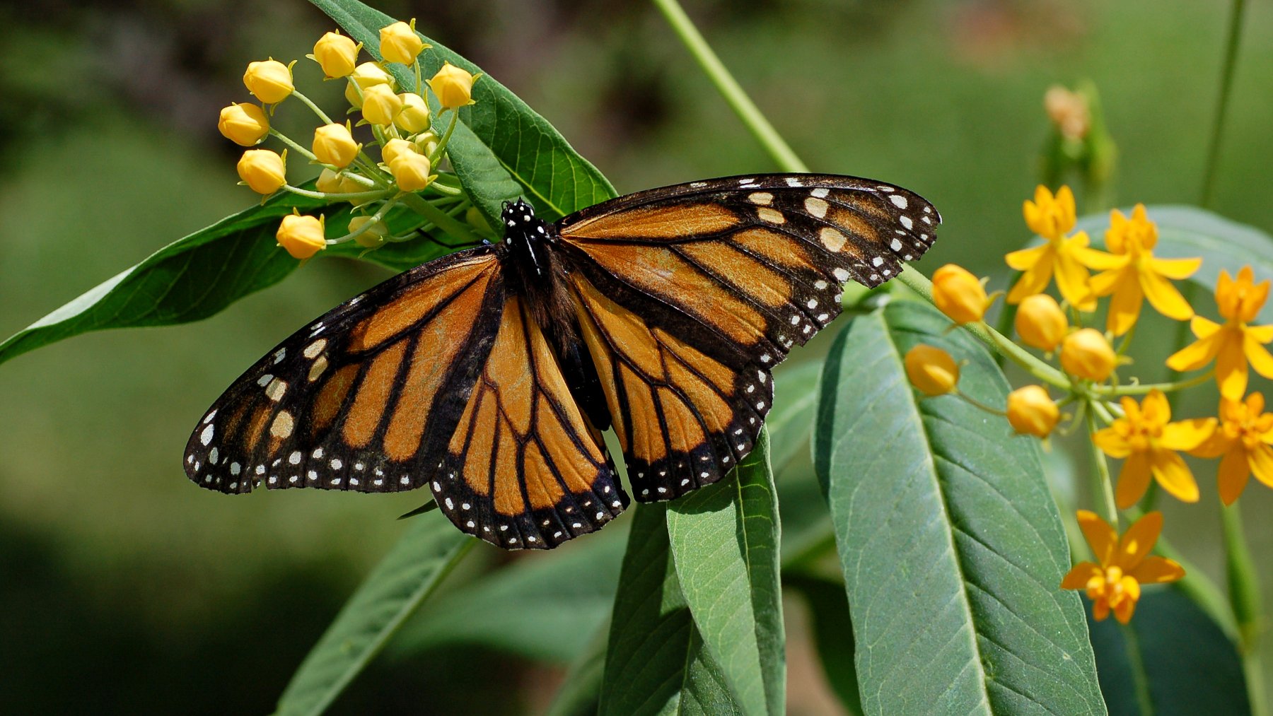 Monarch butterfly feeding on pink milkweed flowers