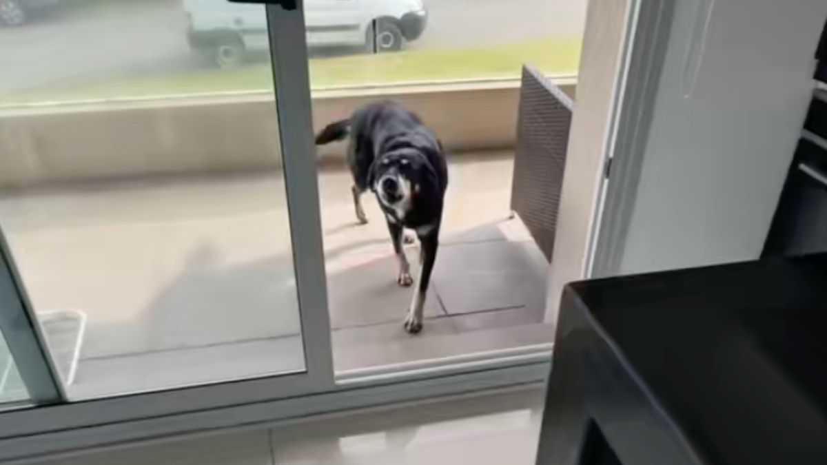 Never the dog stepping through the glass balcony door into Mauro Tutzo's apartment