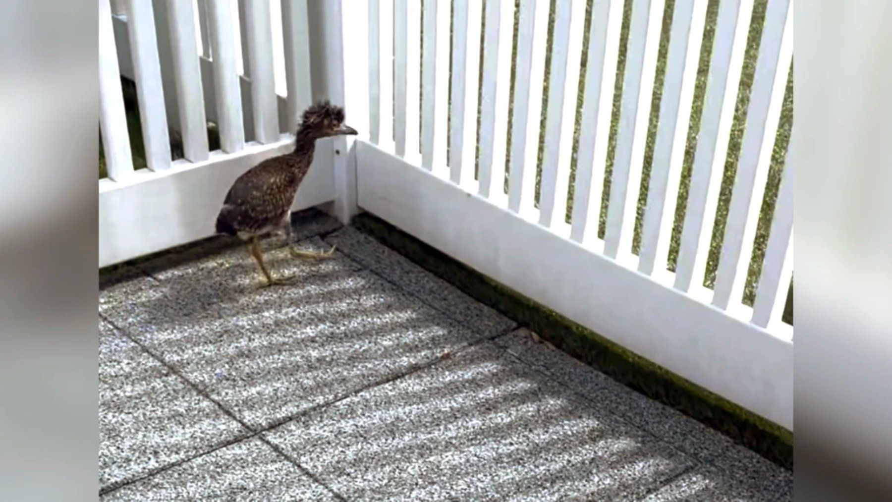 Young yellow-crowned night heron standing alone next to a white fence on a playground