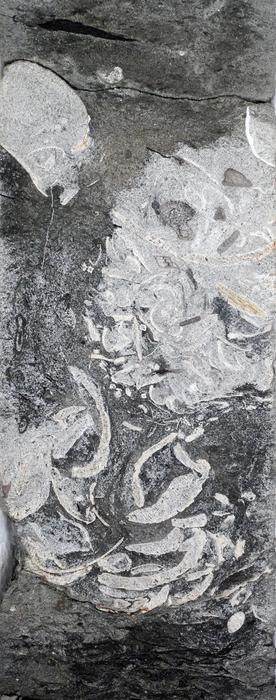 Section of a North Sea drill core containing fossilized regurgitated remains