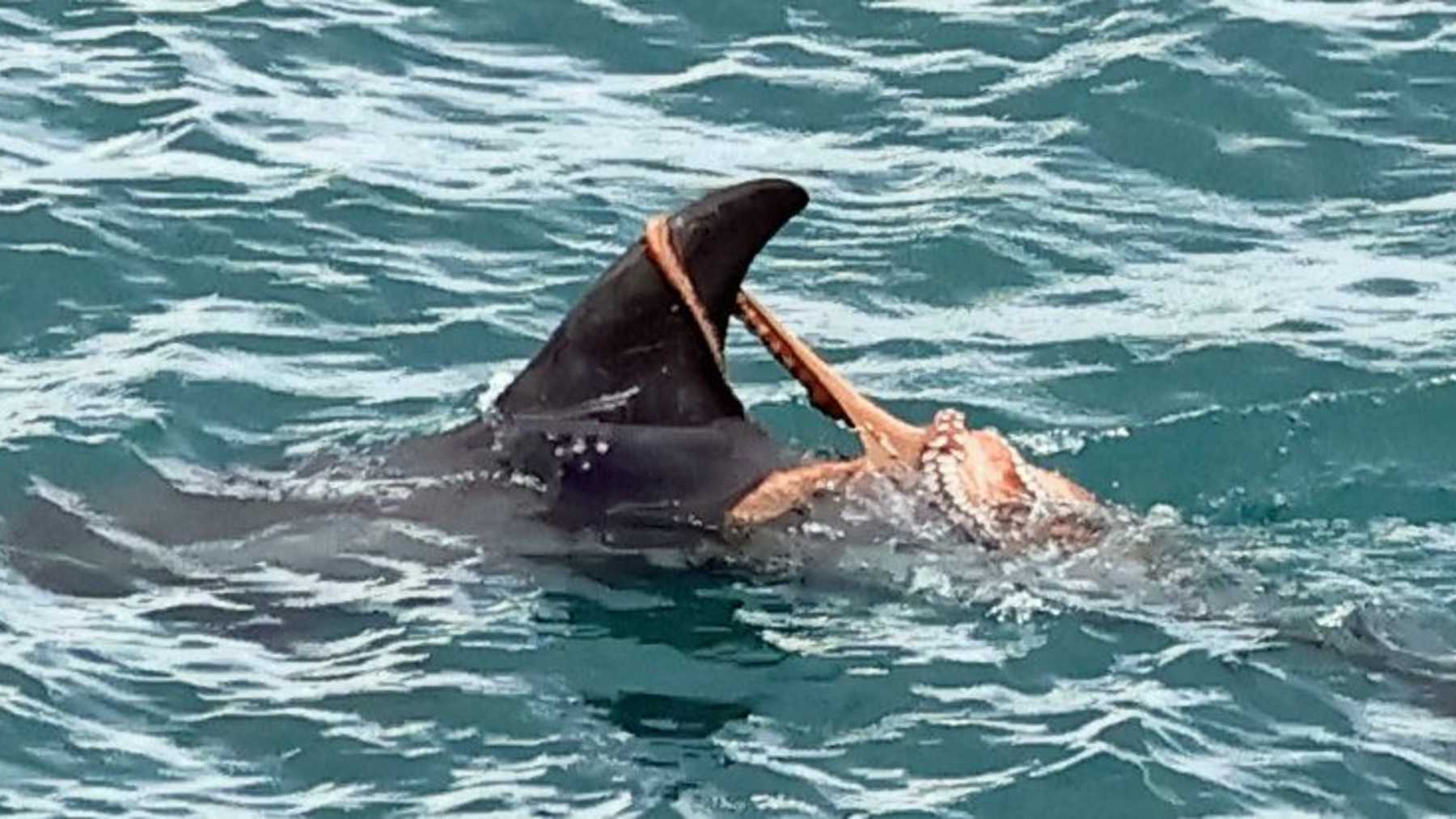 Octopus clinging to the dorsal fin of a Risso's dolphin off Devon