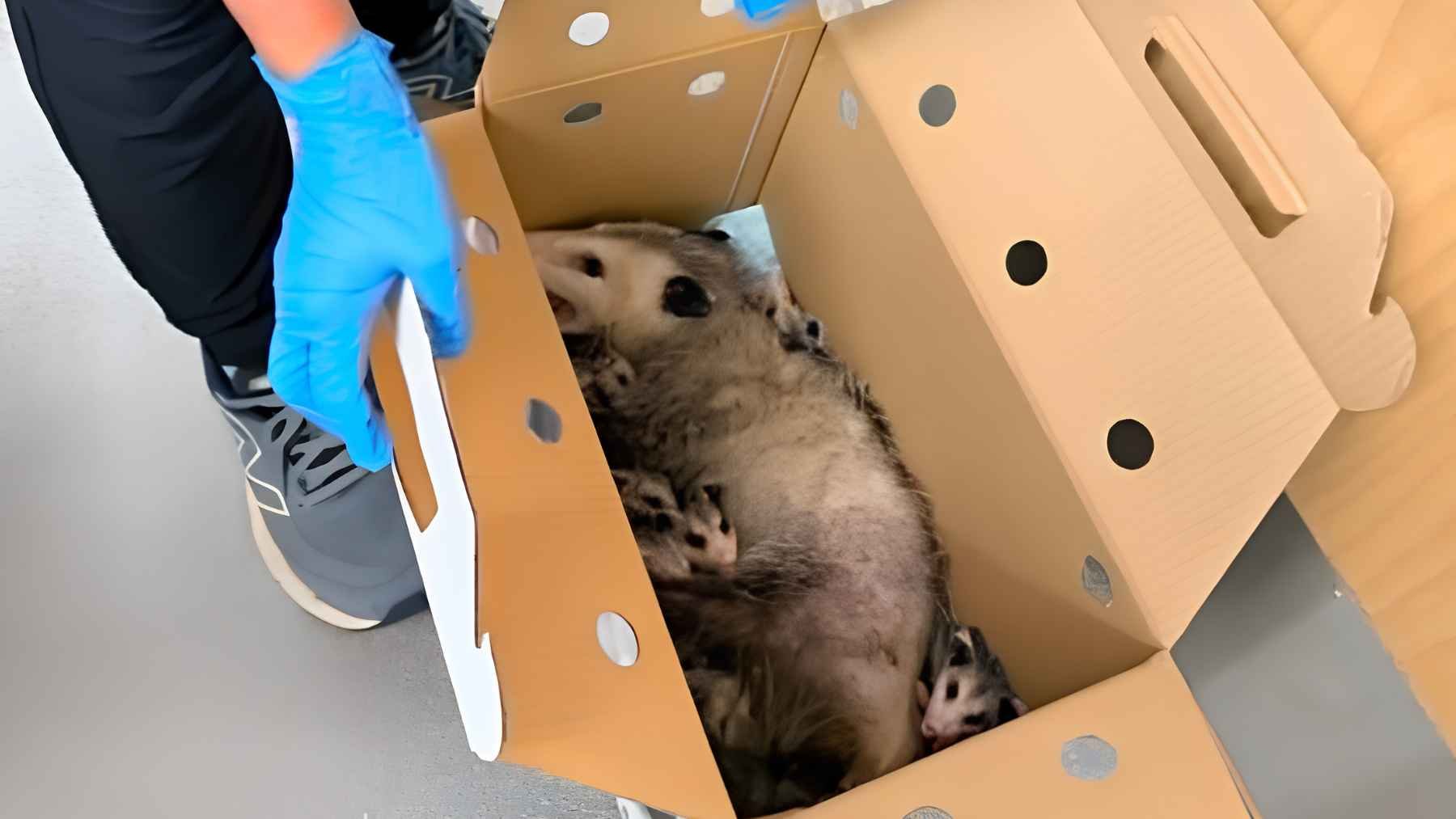 opossum joeys carrier box vet check 1