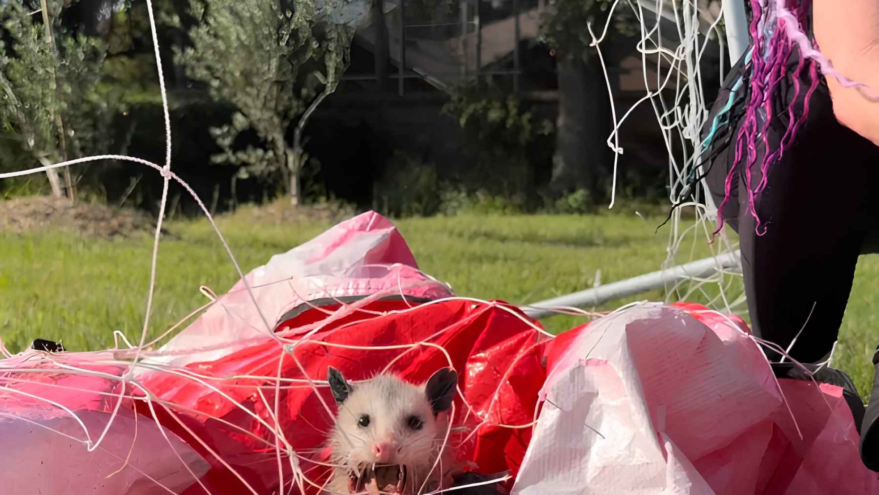 Mother opossum tangled in a soccer net with her joeys hidden underneath during the Florida rescue