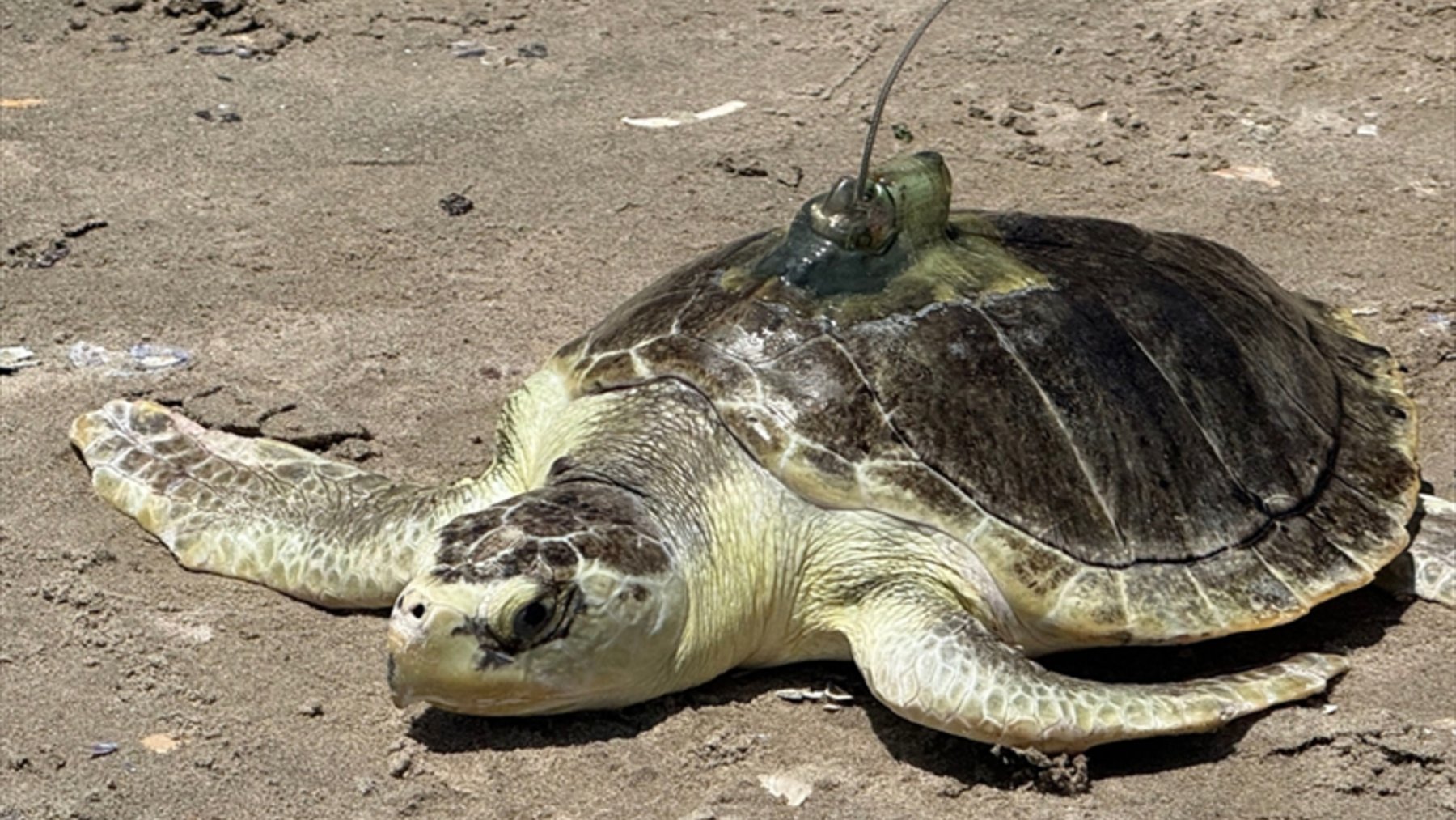 Kemp’s ridley sea turtle Pancake crawling on the sand at Coney Island before its release