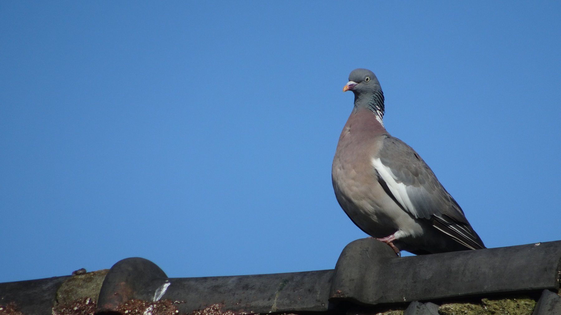 Pigeon perched on the edge of a house roof
