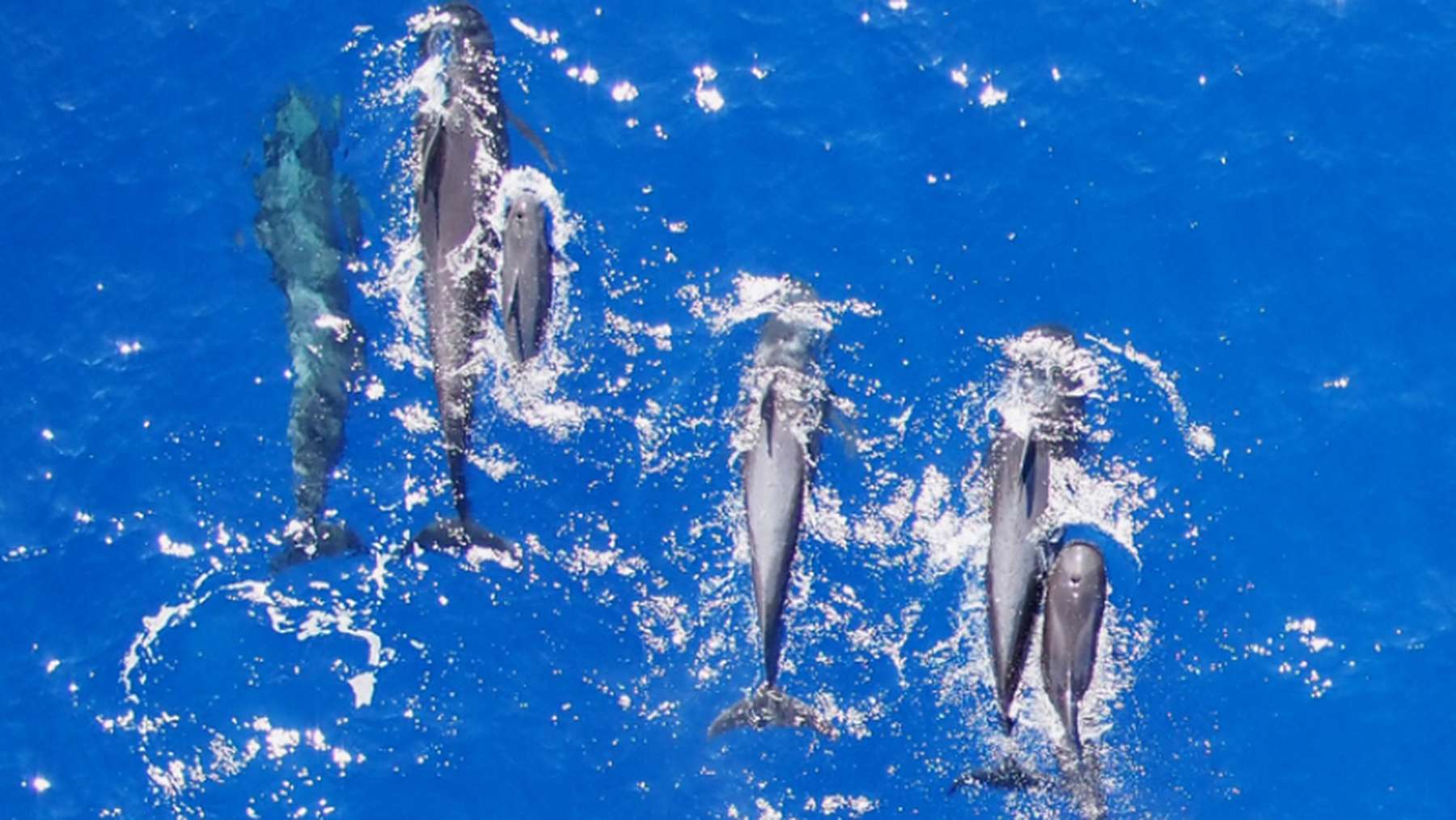 A pod of pilot whales of different ages swims together at the surface.