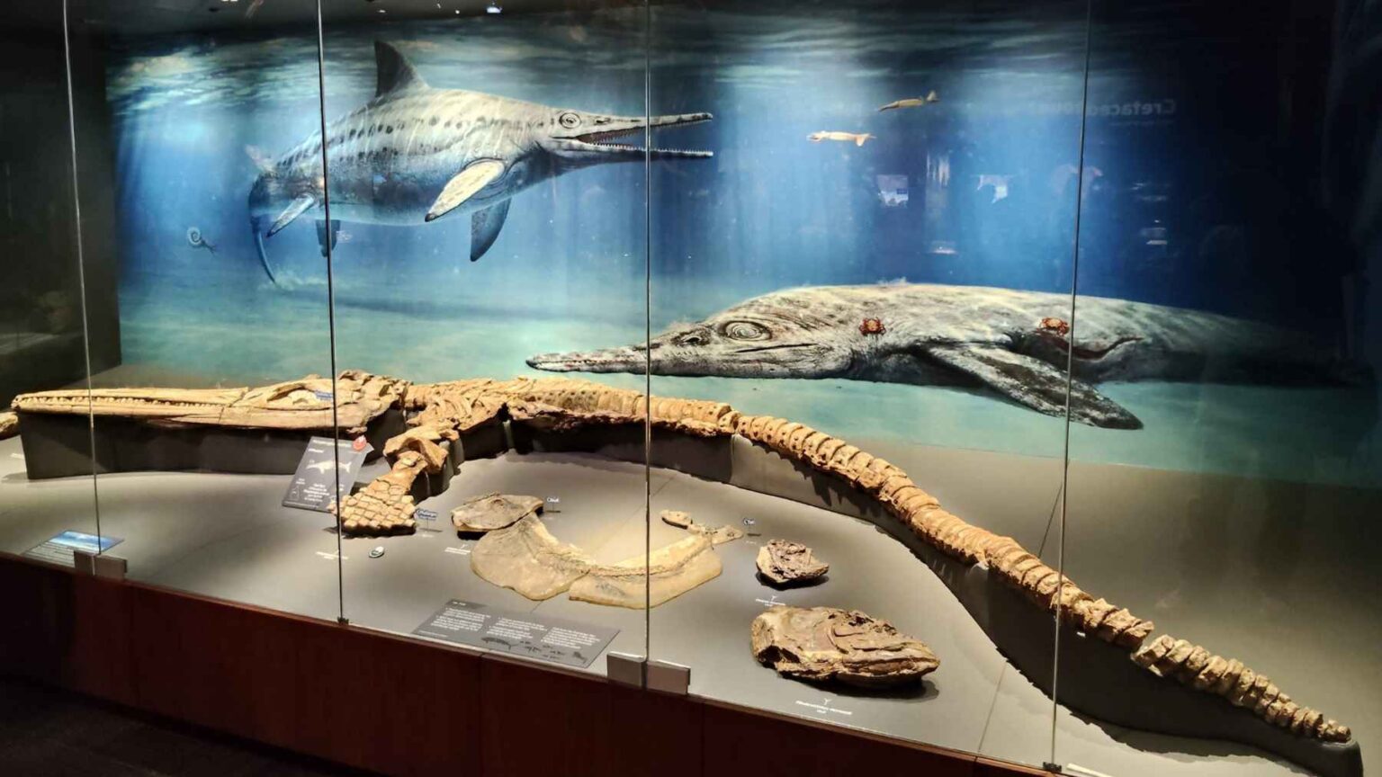 Inhthyosaur A Queensland fossil preserved an ichthyosaur’s last meal, but the ...