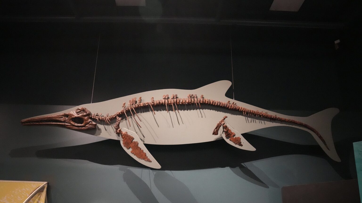 Inhthyosaur A Queensland fossil preserved an ichthyosaur’s last meal, but the ...