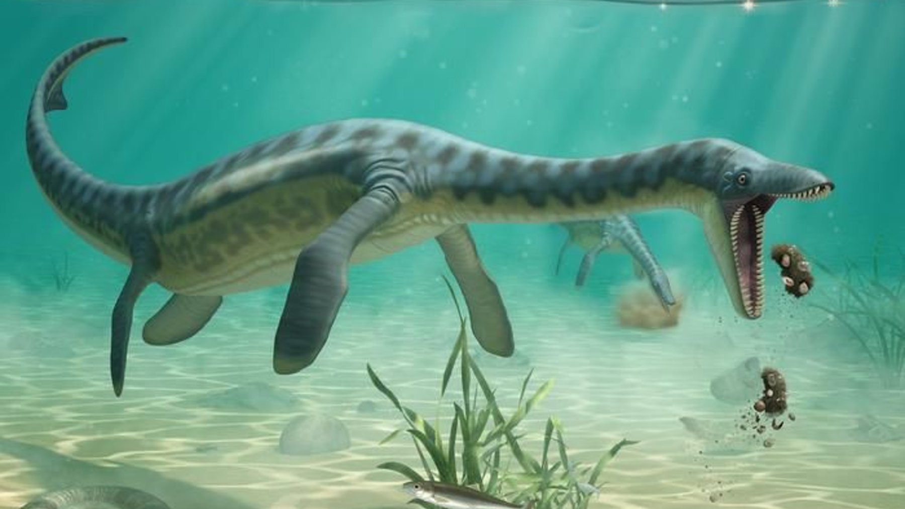 Illustration of a plesiosaur in shallow water