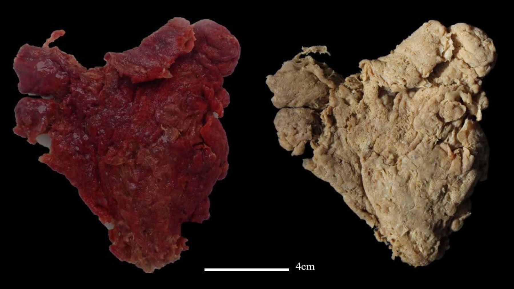 Specimens of the new red sponge Polycapus rubrum
