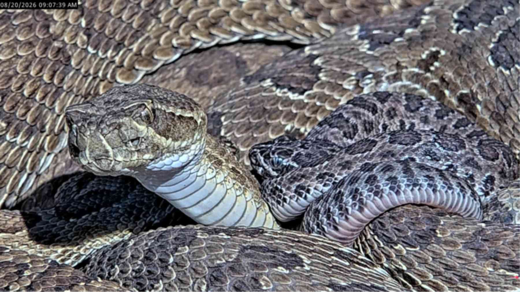 Prairie rattlesnakes and newborns seen on a livestream camera