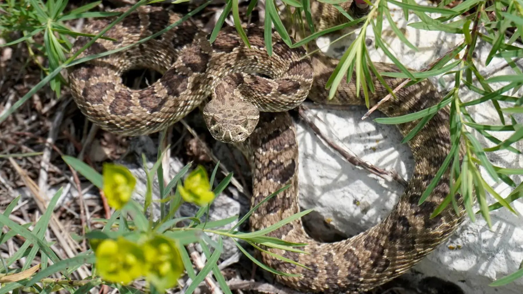 Prairie rattlesnake coiled among grass, yellow flowers and white rocks