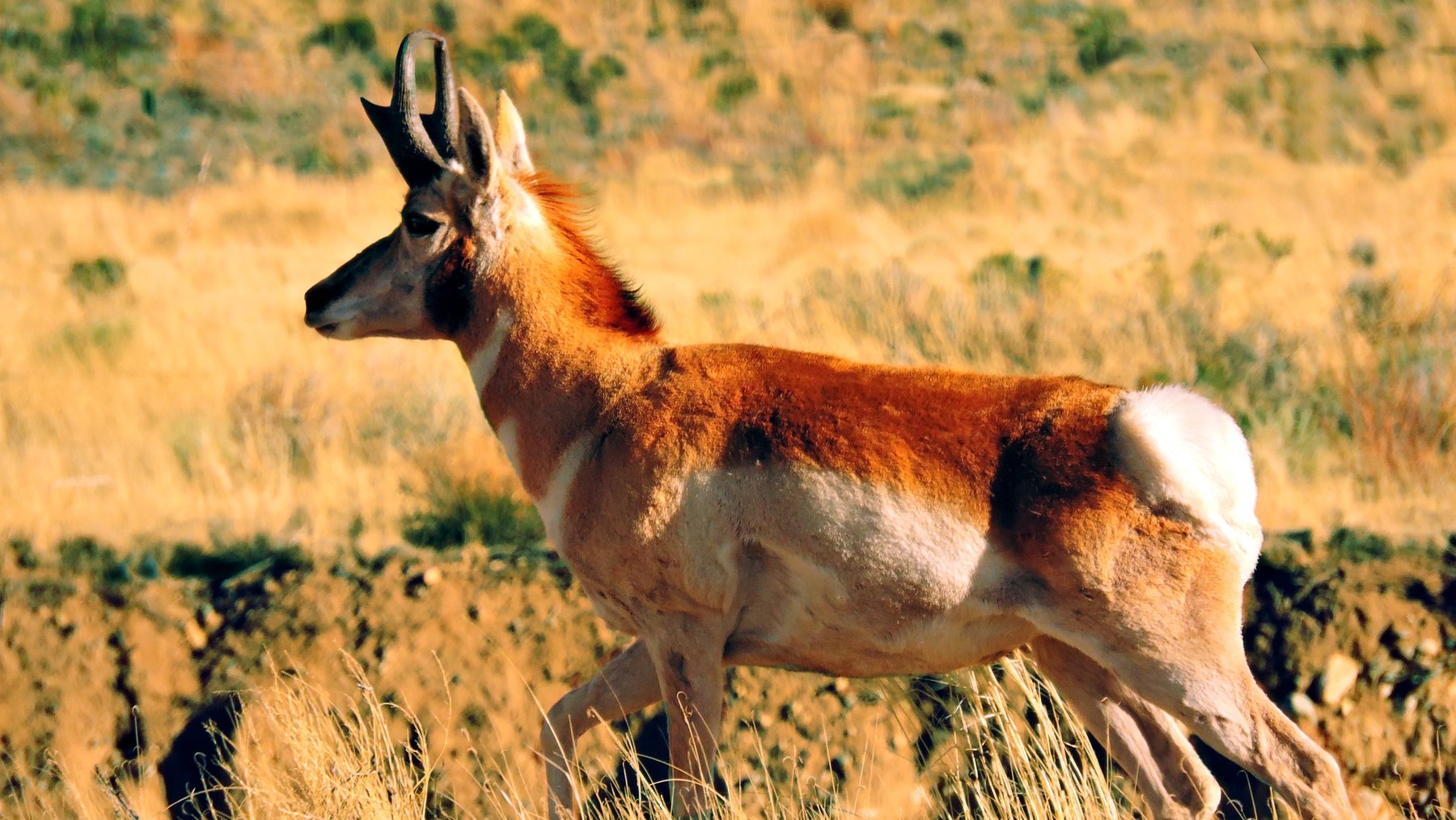 A pronghorn moving across open grassland