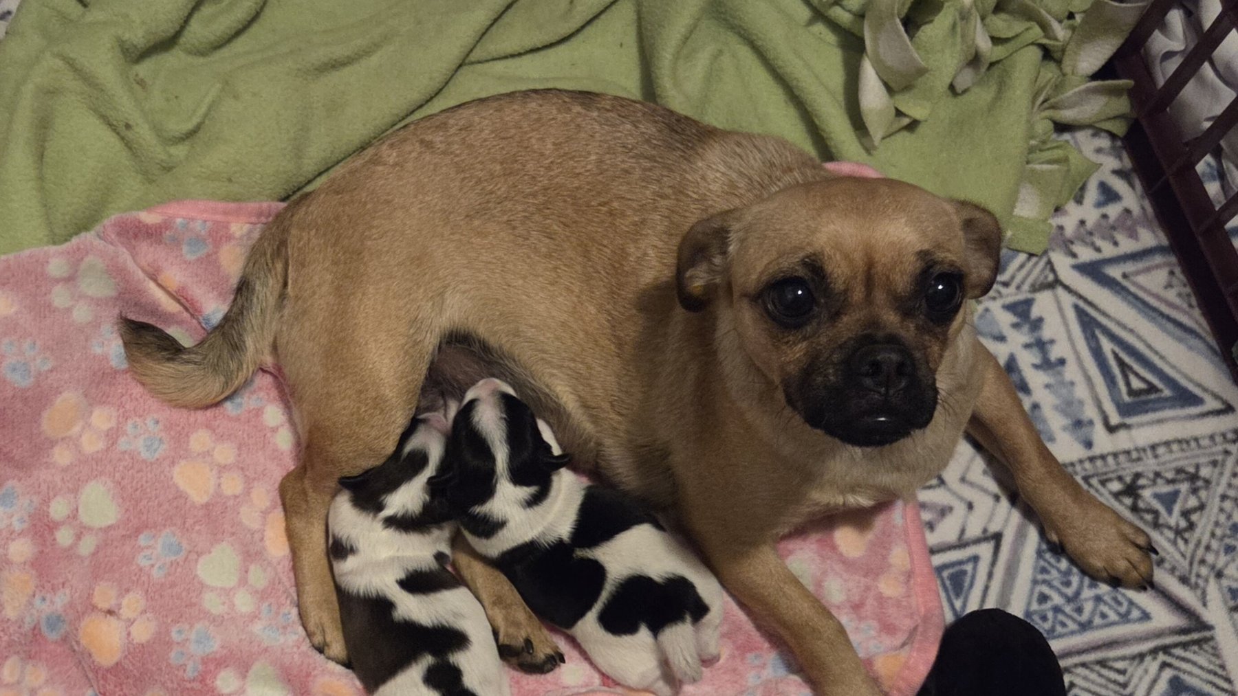 A tan pug mother lying on a pink paw-print blanket while her two black-and-white spotted puppies nurse beside her