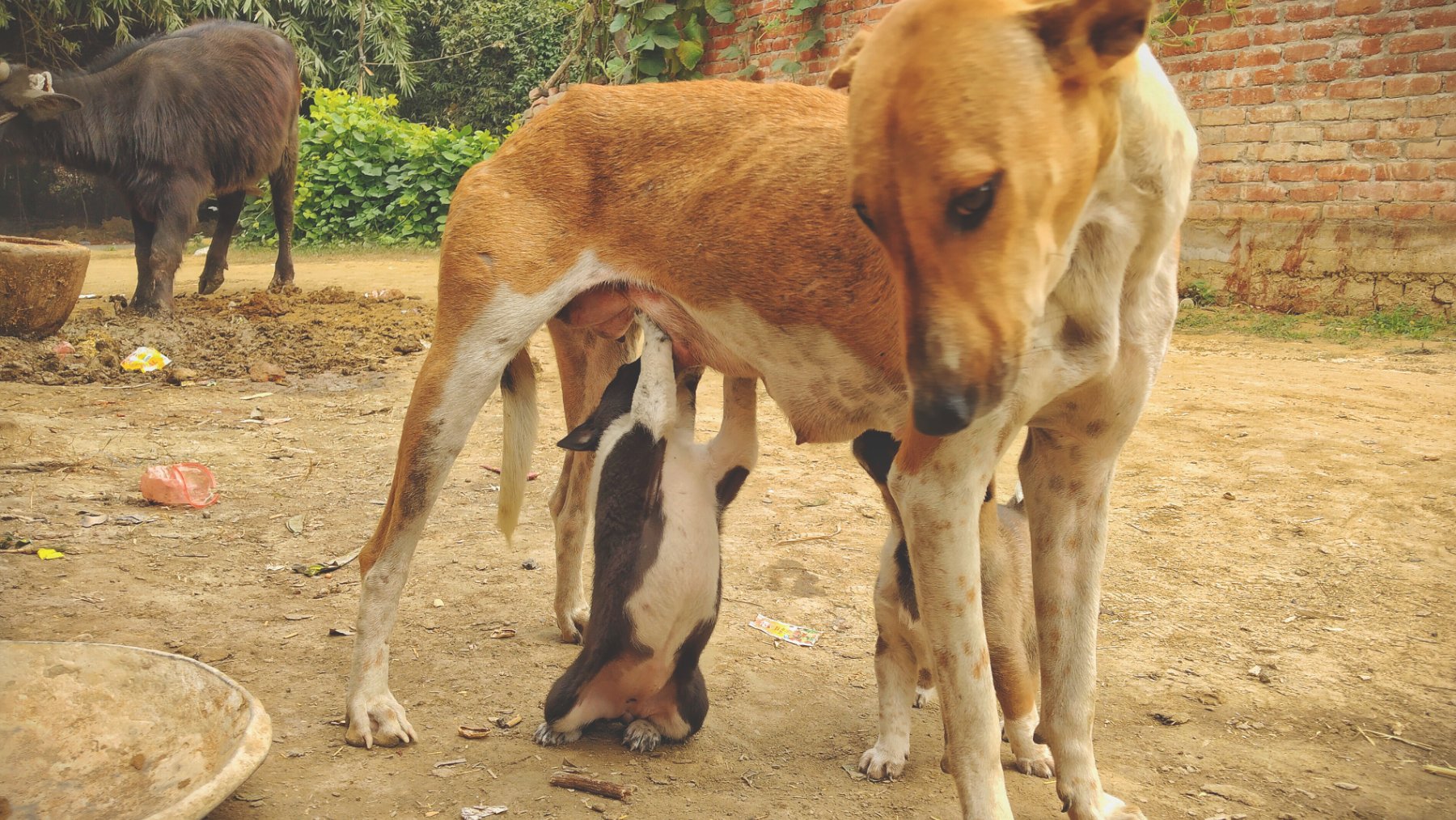 Stray dog with her puppies resting in a rural courtyard