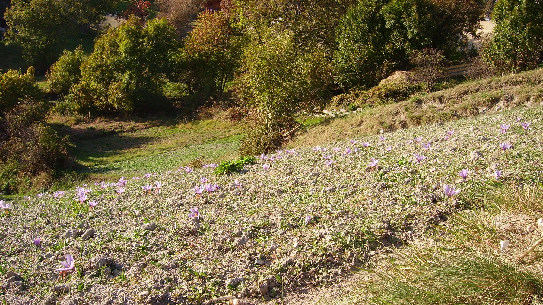Purple saffron crocus flowers blooming in a field