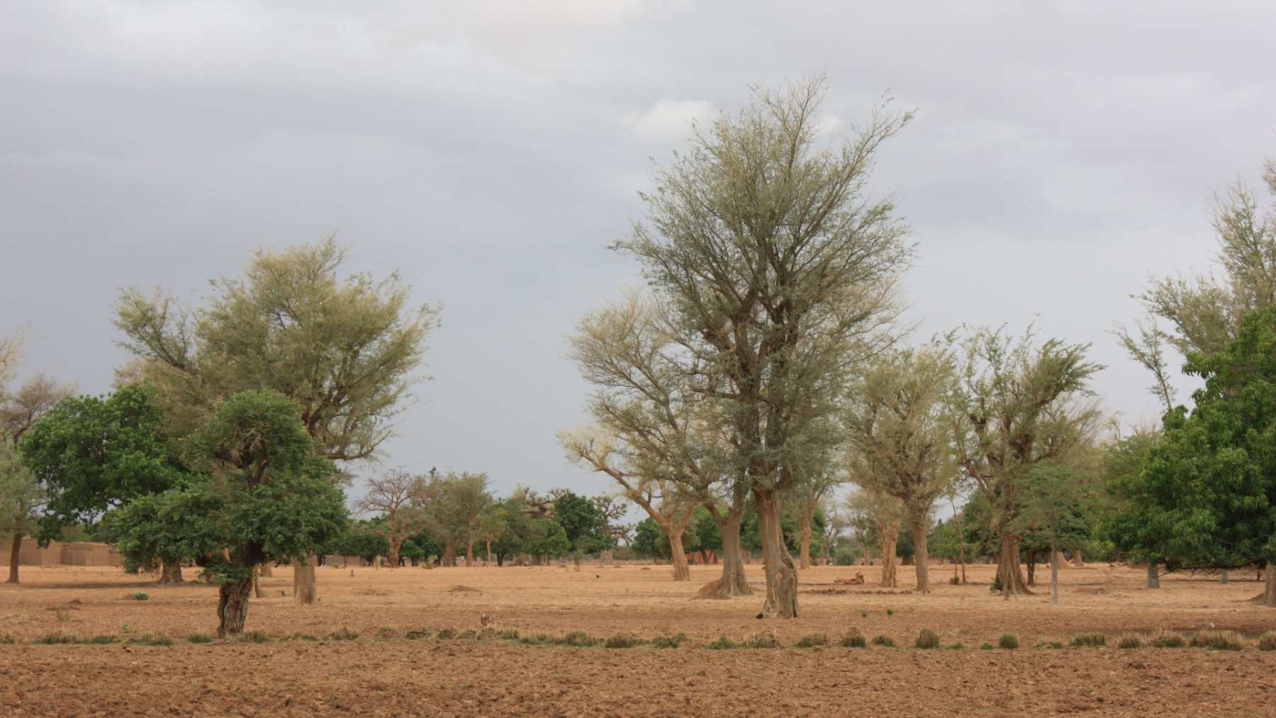 Cultivated Sahel farmland with mature Faidherbia albida trees standing between the fields