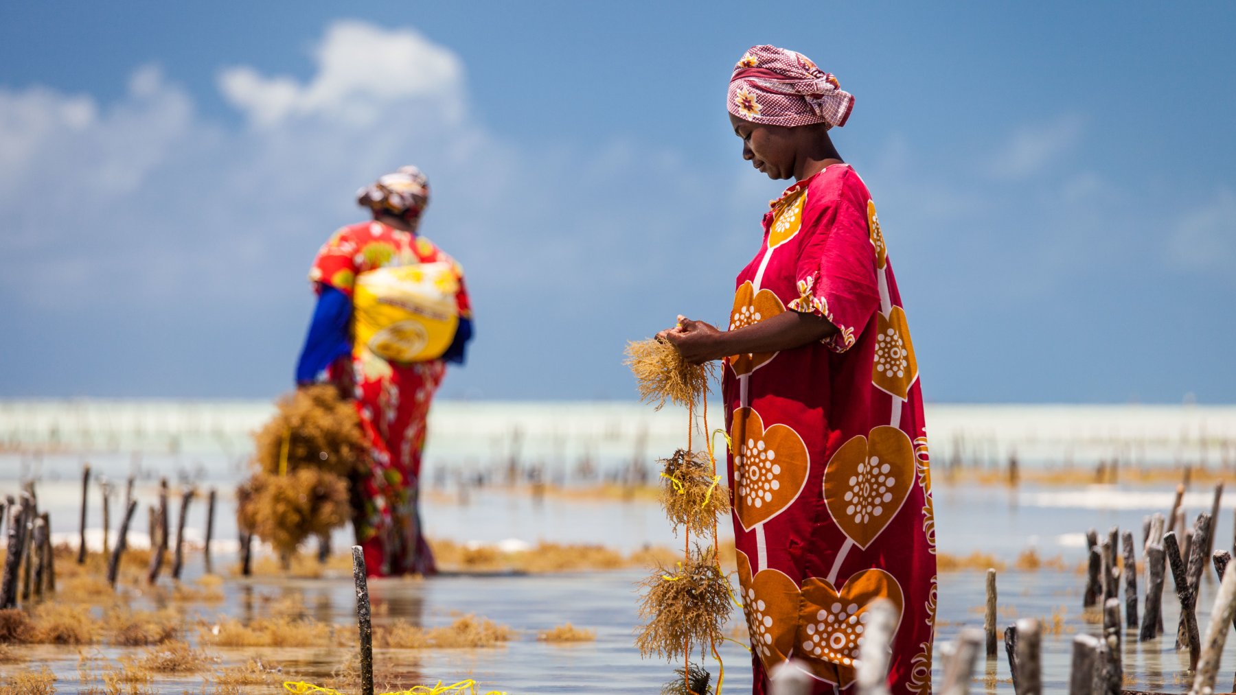 Women harvesting seaweed on the shore at low tide