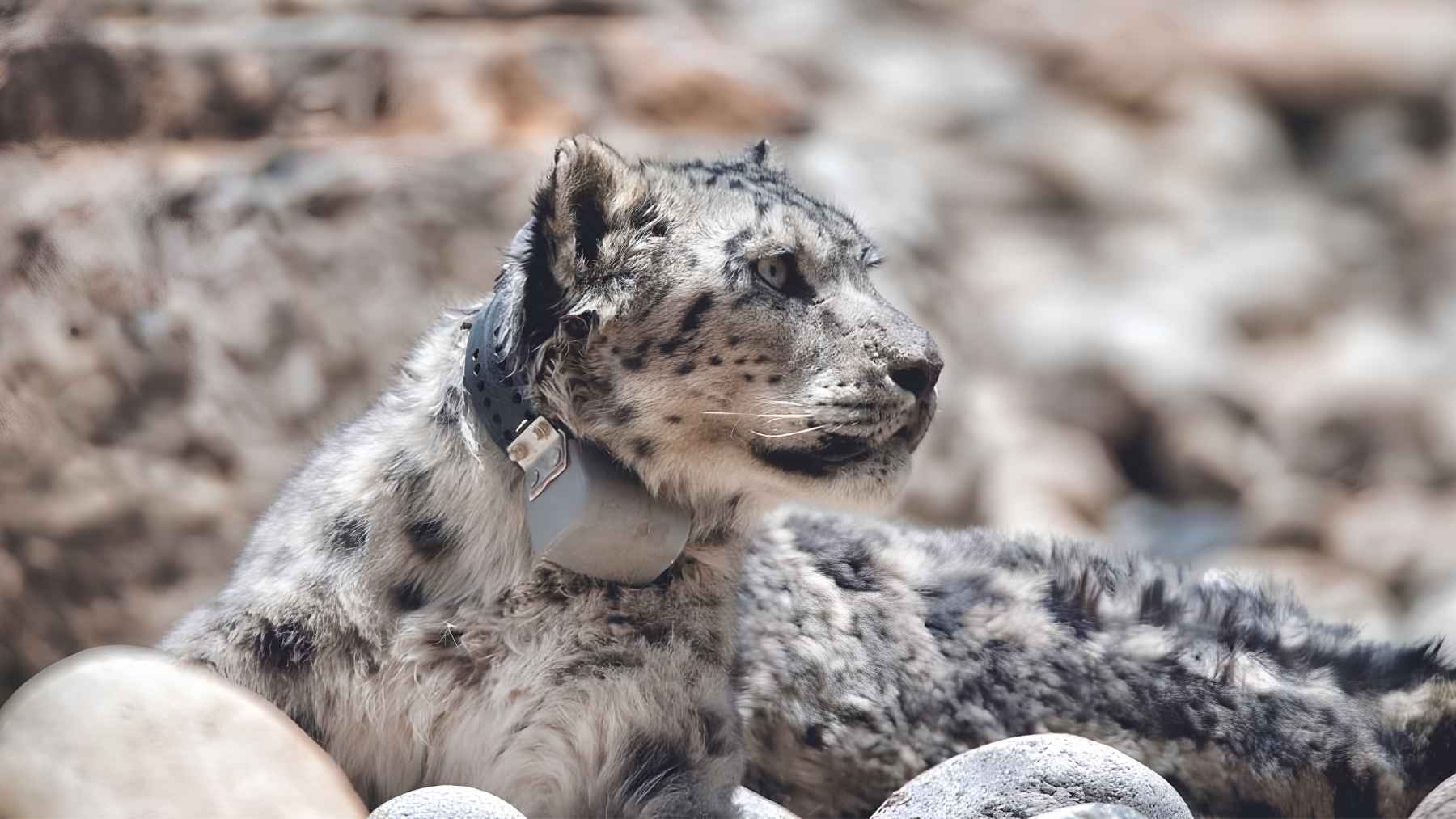 Snow leopard wearing a GPS tracking collar in the Himalayas.