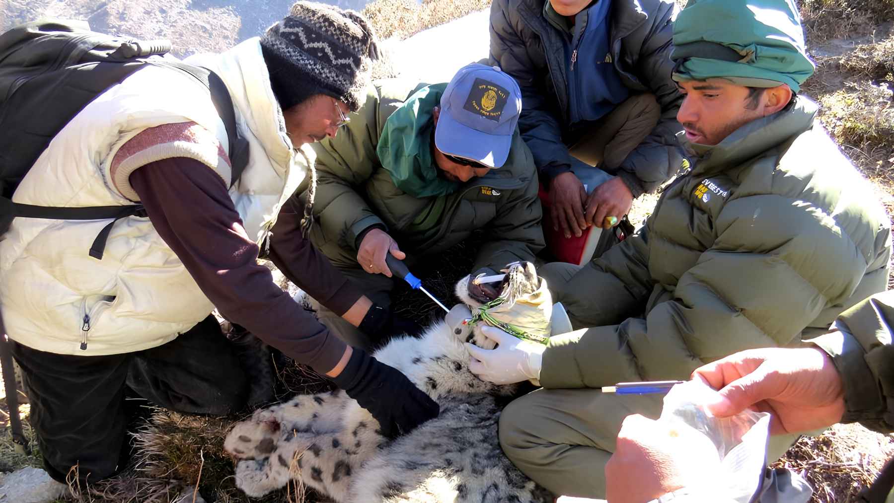 Conservation team fitting a GPS tracking collar to a snow leopard in Nepal.
