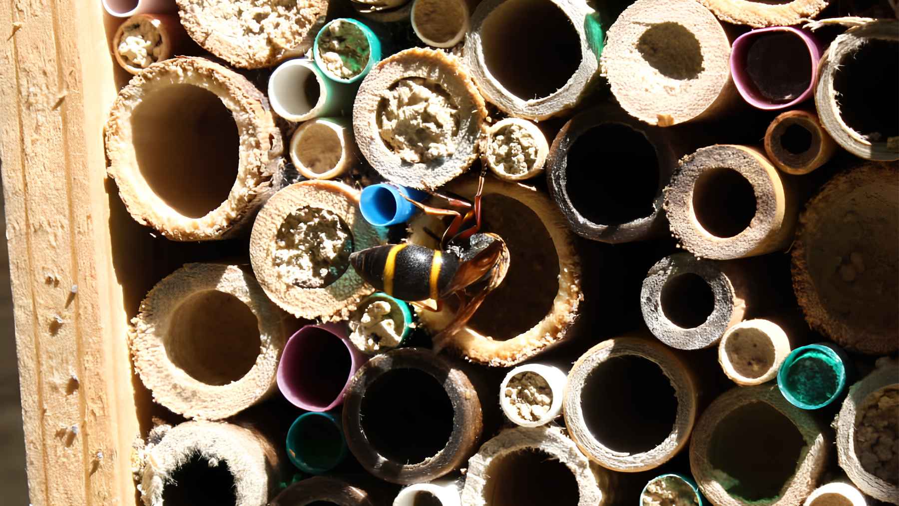 Solitary wasp among nesting tubes in a bee hotel.
