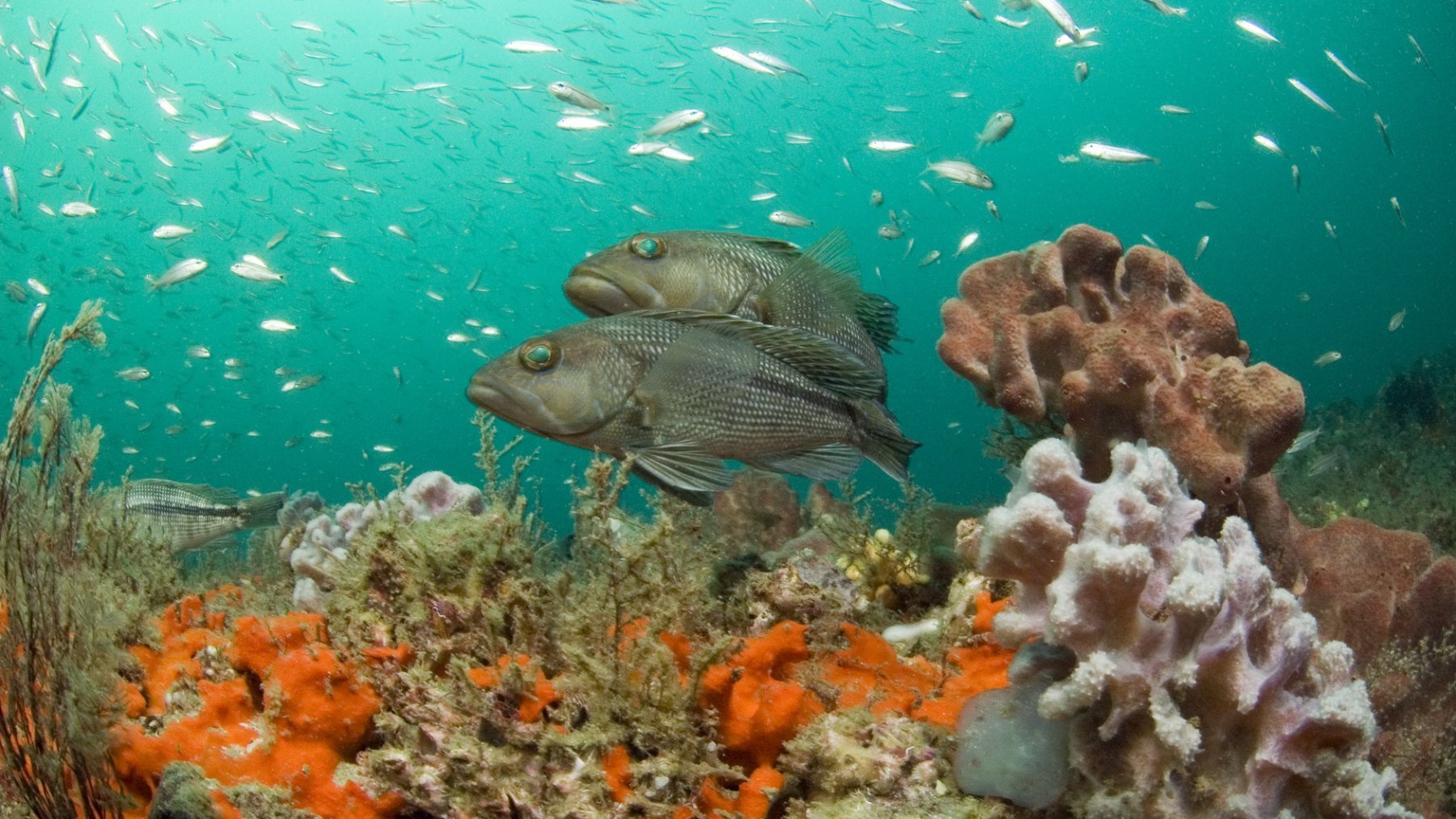 Black sea bass swimming above a reef covered with sponges and corals as schools of small fish pass overhead