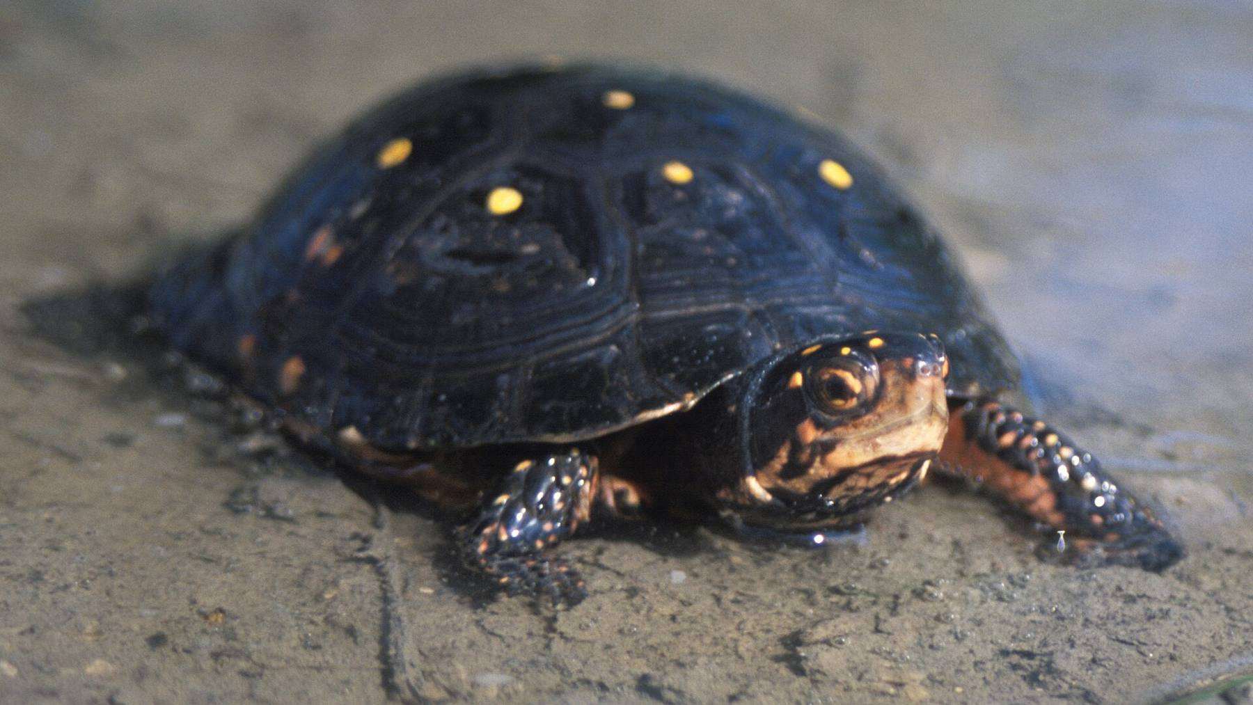 A spotted turtle with yellow markings on its dark shell rests near shallow water.