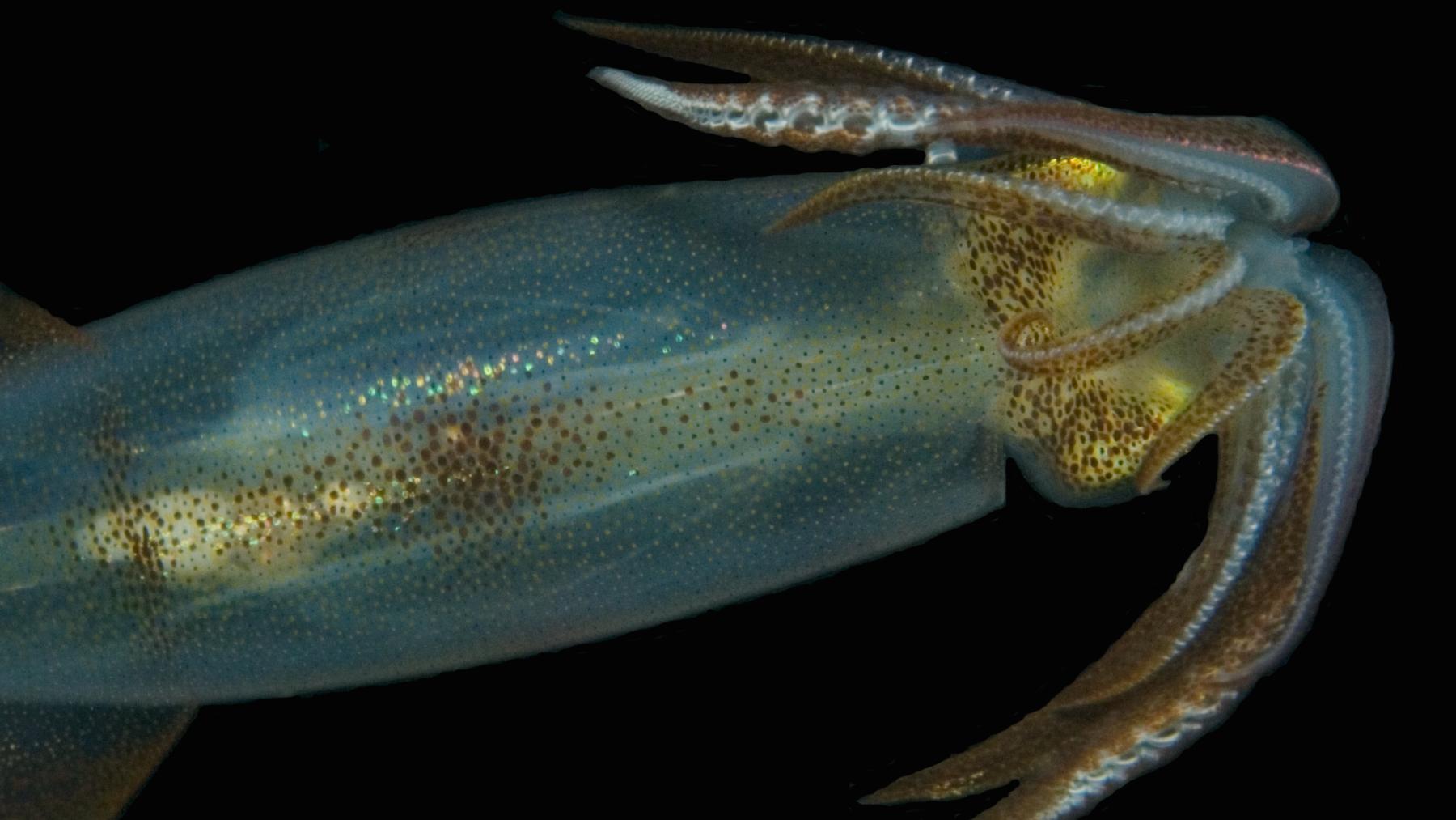 Squid swimming in the ocean