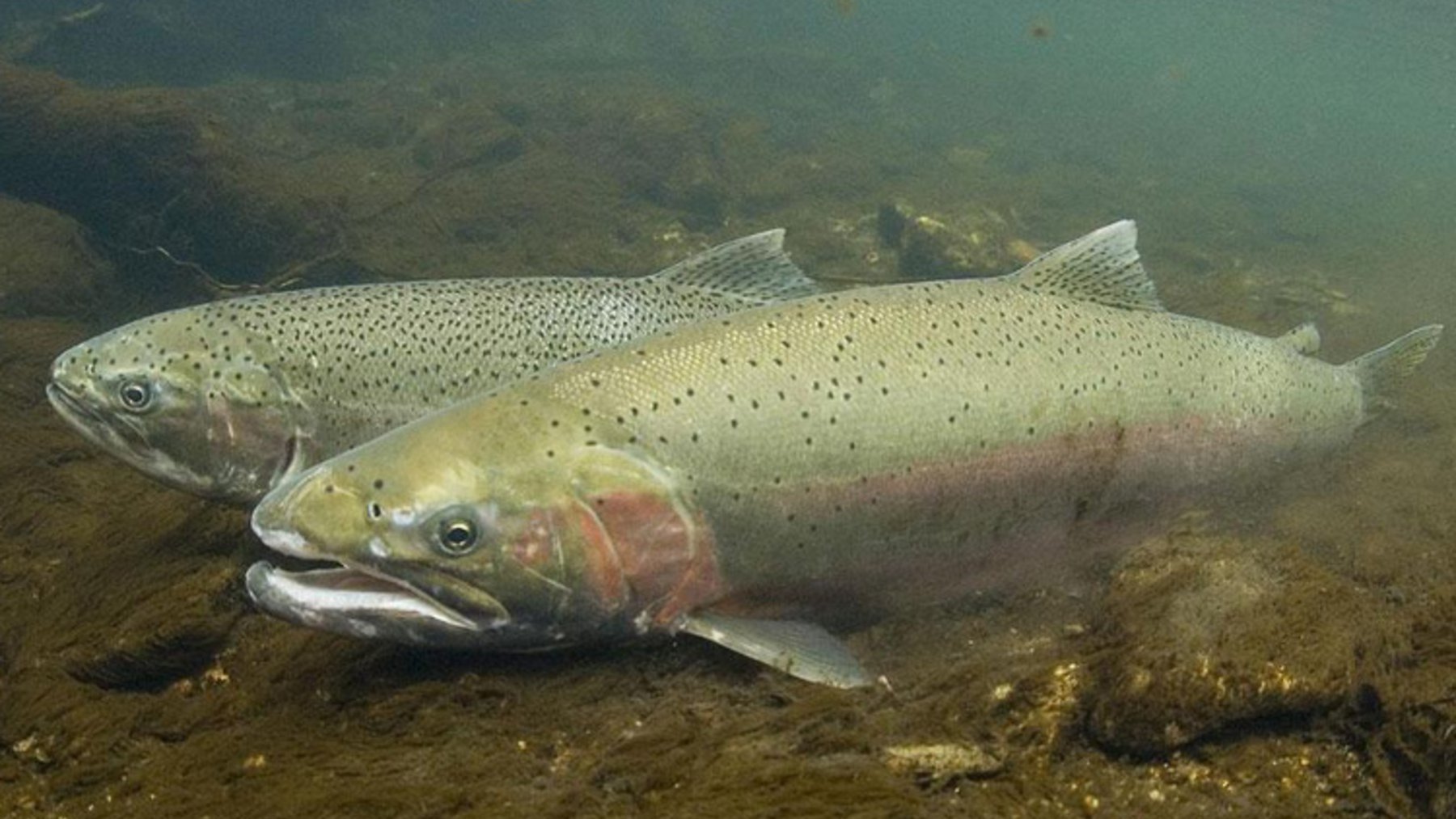 Two steelhead swimming close to the gravel bed of a clear river