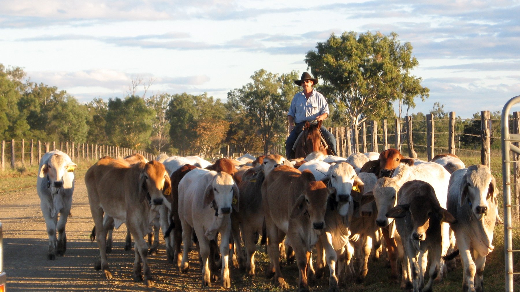 Stockman on horseback mustering cattle across dry grassland in Australia