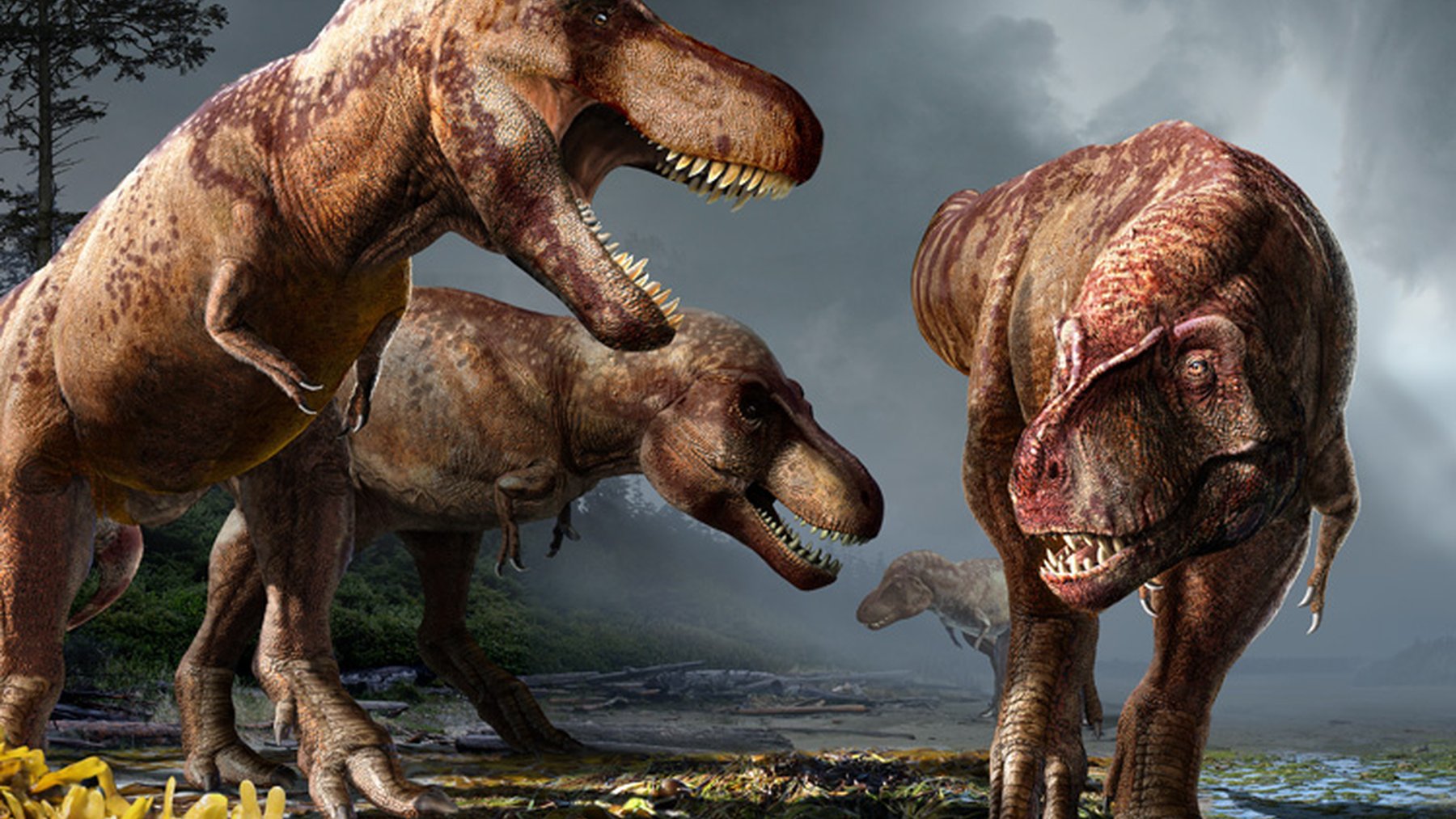 Illustration of three Tyrannosaurus rex in a prehistoric landscape, representing the species researchers used to estimate historic population size.
