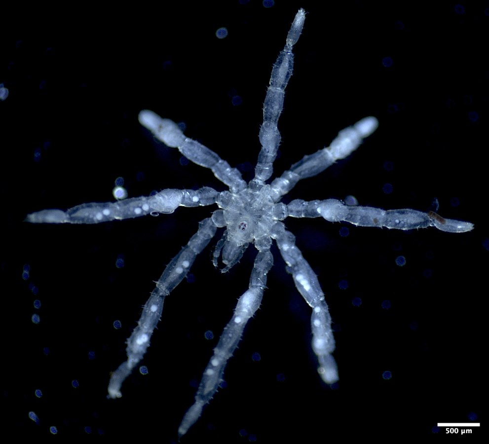 Tanystylum kiixin, a sea spider species newly described from British Columbia