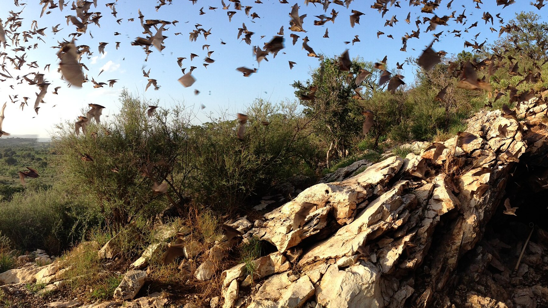 Thousands of bats flying out of a rocky cave entrance into the sky