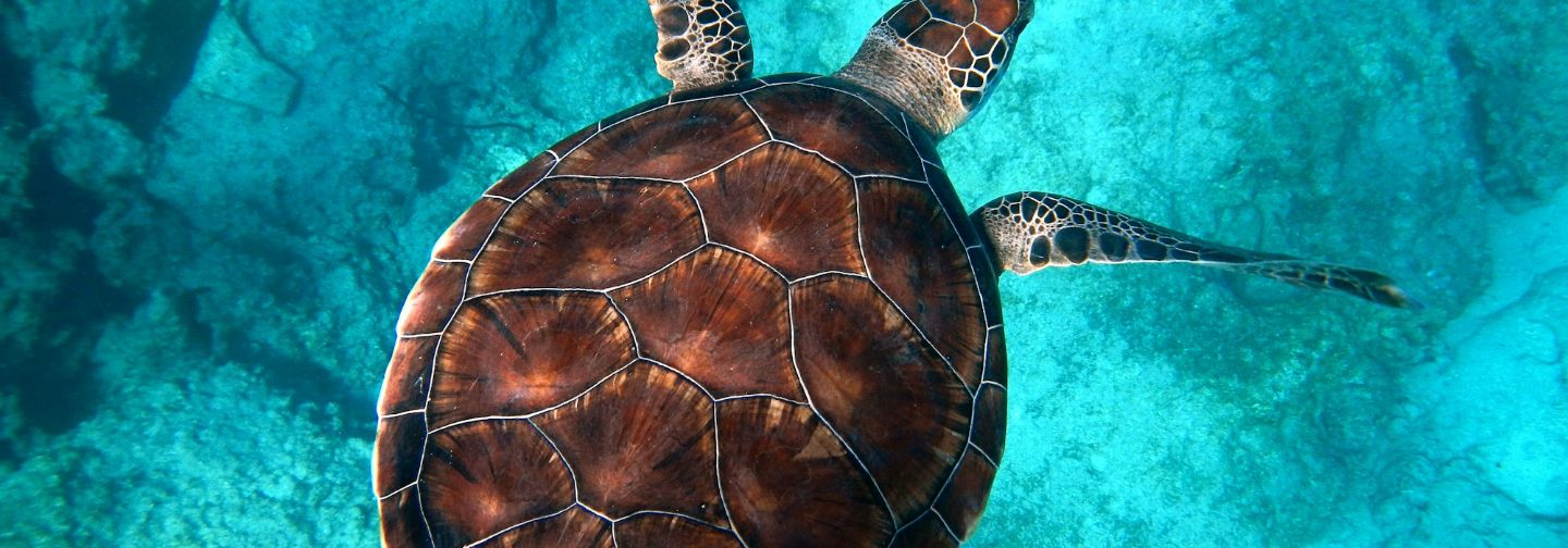 Sea turtle swimming in clear blue water