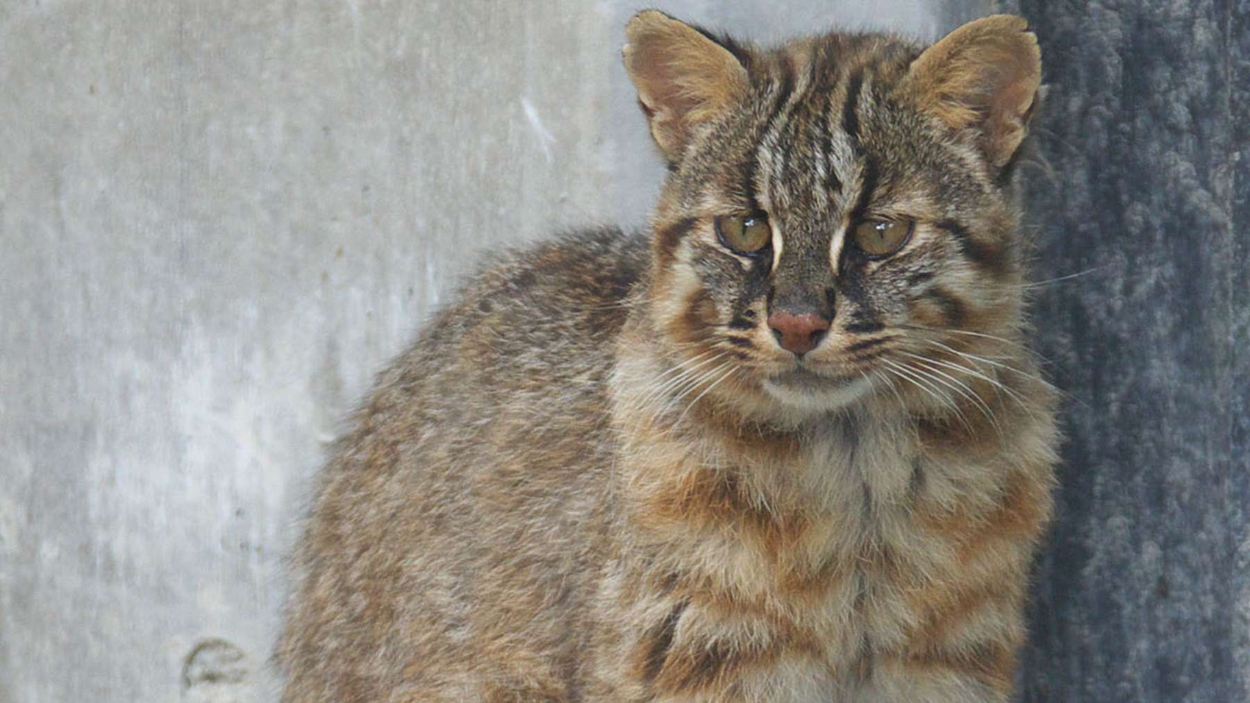 Tsushima leopard cat standing on the ground