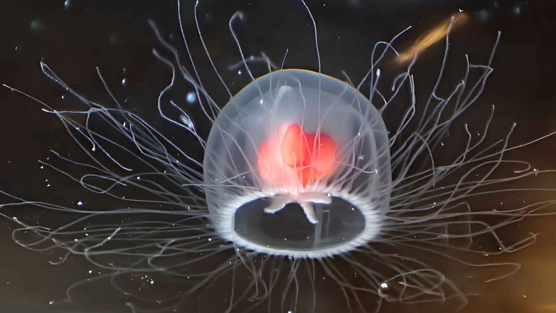 Turritopsis dohrnii, the tiny jellyfish capable of reversing its life cycle.