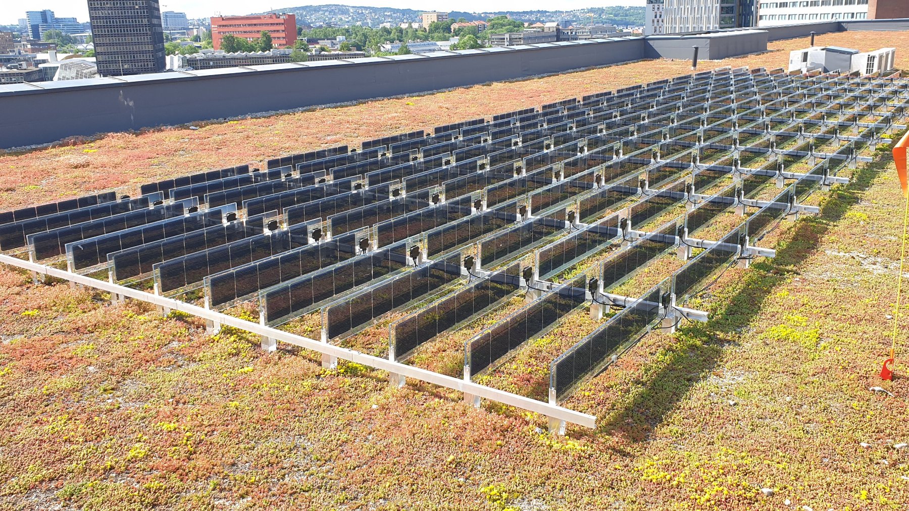 Rows of vertical bifacial solar panels standing on a planted green roof