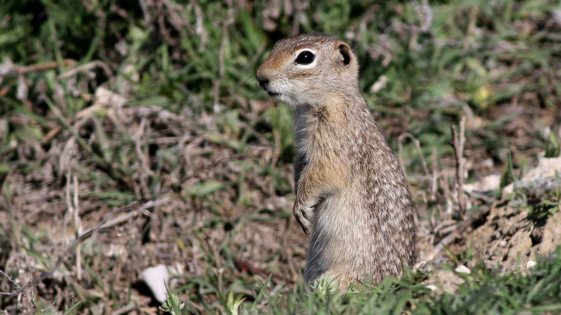 Washington ground squirrel standing above ground in its native habitat in the Pacific Northwest.