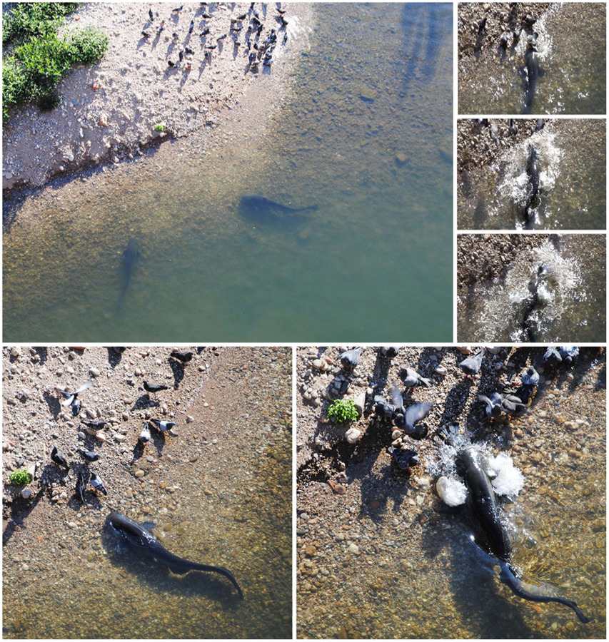 Wels catfish lunging onto a riverbank to catch pigeons