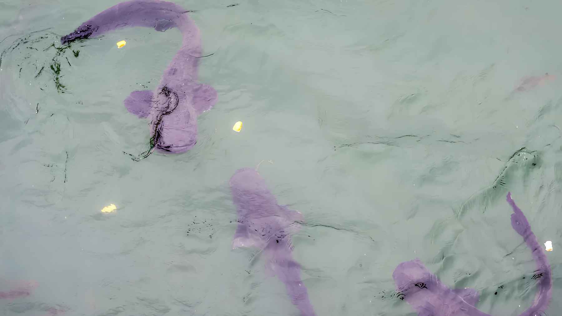 Several large Wels catfish swimming beneath the water at Chernobyl.