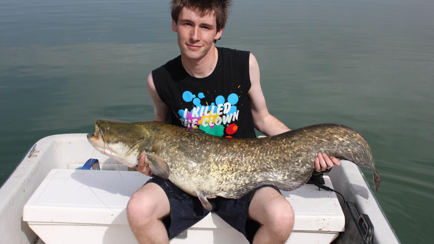 Angler holding a large wels catfish in a boat