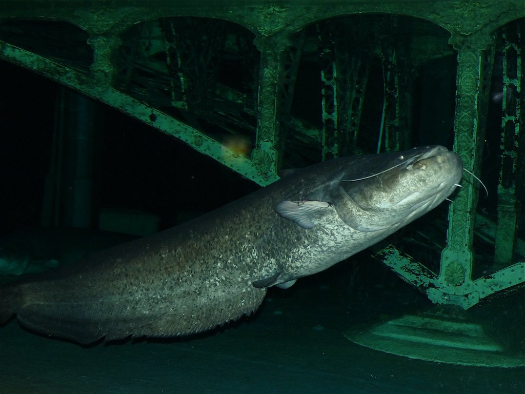 A wels catfish swimming in an aquarium