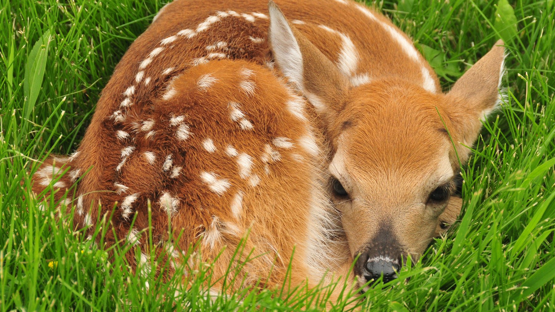 A spotted white-tailed fawn lying still in tall grass