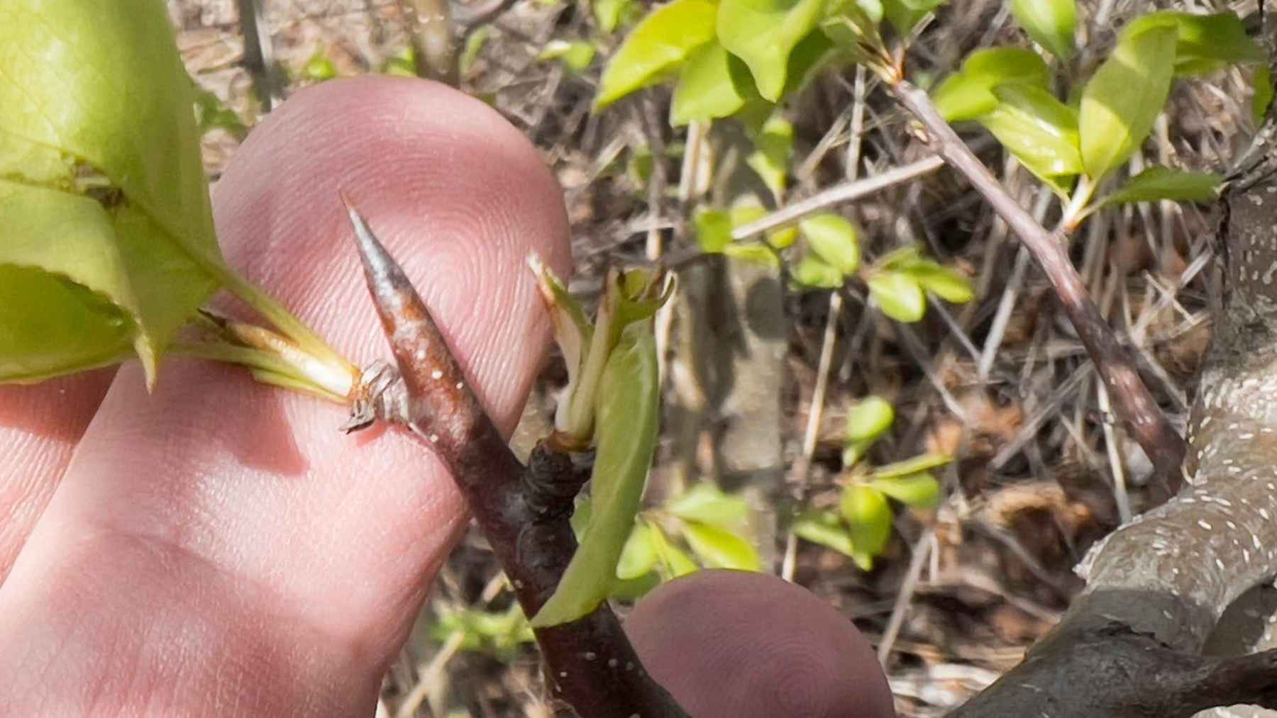 Sharp thorn growing from a wild Callery pear branch.