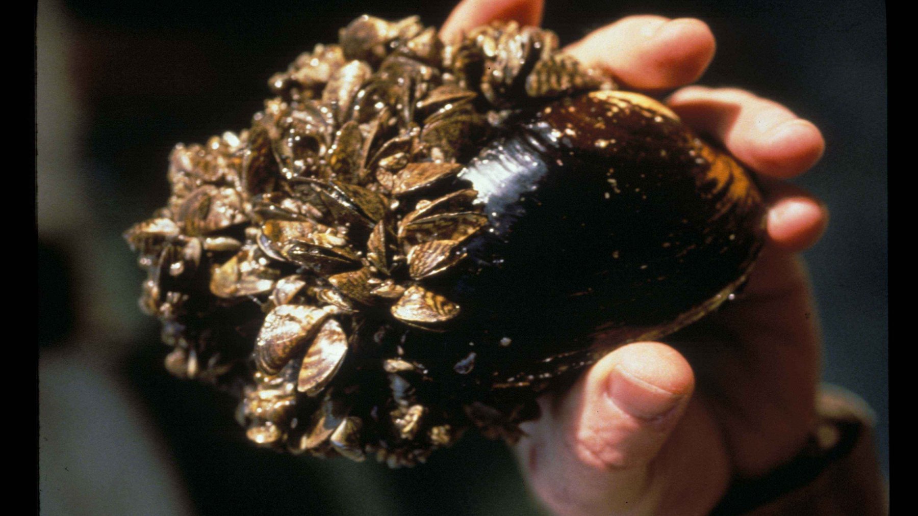 Cluster of invasive zebra mussels attached to the shell of a native mussel